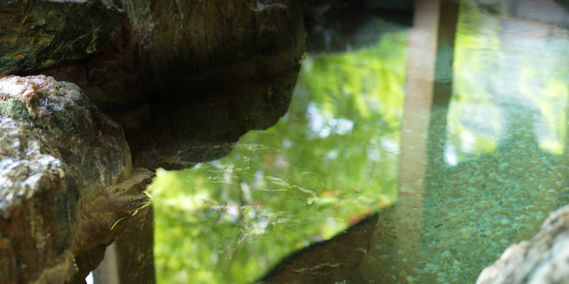 支笏湖の森の声を聴きませんか