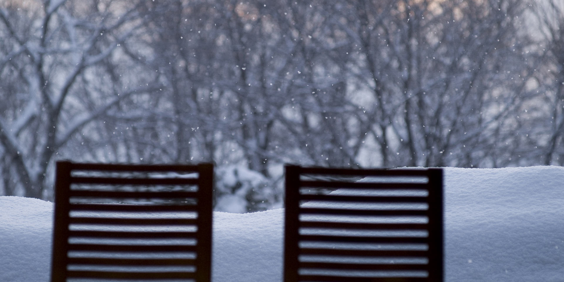 森の声に魅せられる